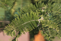 Vachellia rehmanniana