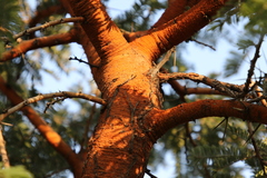 Vachellia rehmanniana