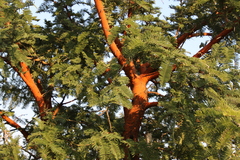 Vachellia rehmanniana