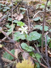 Rubus pumilus