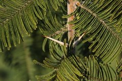 Vachellia rehmanniana