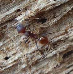 Aphaenogaster picea