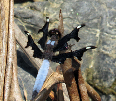 Palpopleura portia