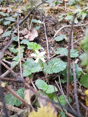 Rubus pumilus