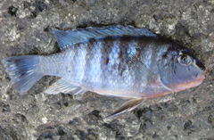 Pseudocrenilabrinae