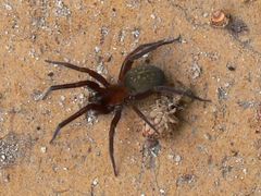 Phyxelididae