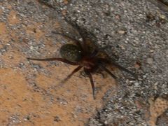 Phyxelididae