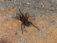 Phyxelididae