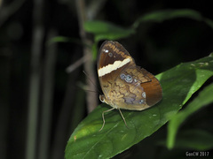 Xanthotaenia busiris