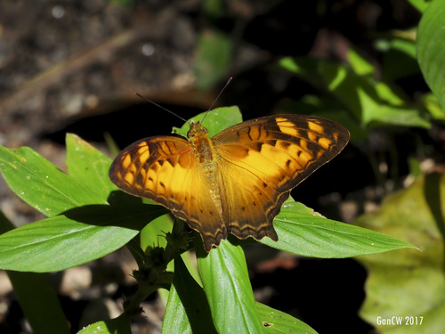 Vagrant (Subspecies Vagrans sinha sinha) · iNaturalist