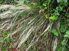 Aristida junciformis