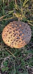 Saproamanita foetidissima