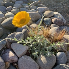 Baileya multiradiata