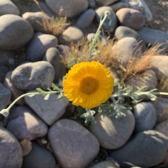 Baileya multiradiata