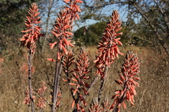 Aloe greatheadii davyana