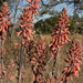 Spotted Aloe - Photo (c) fayne, some rights reserved (CC BY-NC), uploaded by fayne
