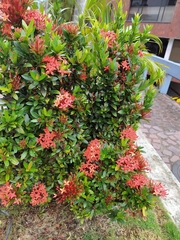 Ixora