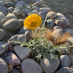 Baileya multiradiata