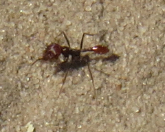 Ocymyrmex