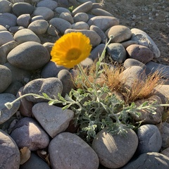 Baileya multiradiata