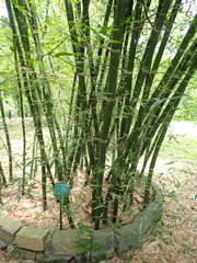 Bambusa tuldoides