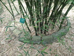 Bambusa tuldoides