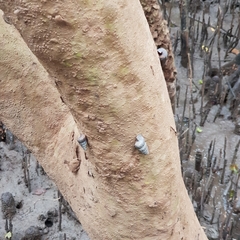 Cerithidea decollata