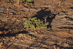 Mesembryanthemum inachabense image