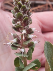 Veronica plantaginea