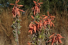 Aloe greatheadii davyana