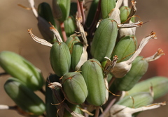 Aloe greatheadii davyana