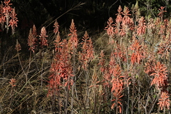 Aloe greatheadii davyana