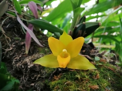 Lycaste cochleata