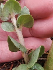 Veronica plantaginea