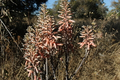 Aloe greatheadii davyana