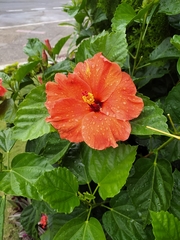 Hibiscus rosa-sinensis