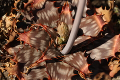 Aloe greatheadii davyana