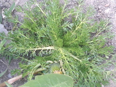 Matricaria discoidea