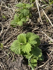 Leonureae