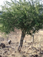 Condalia velutina