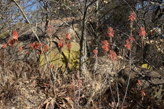 Aloe greatheadii davyana