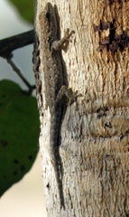 Lygodactylus chobiensis