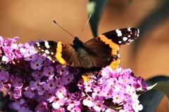Vanessa atalanta