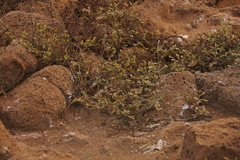 Alternanthera filifolia