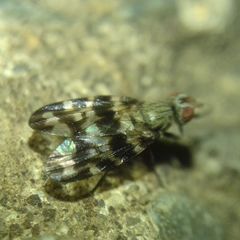 Ulidiidae