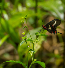 Parides agavus