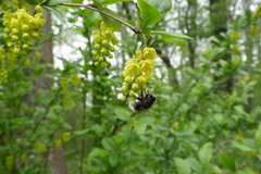 Criorhina ranunculi