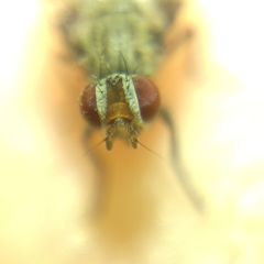 Ulidiidae