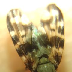 Ulidiidae
