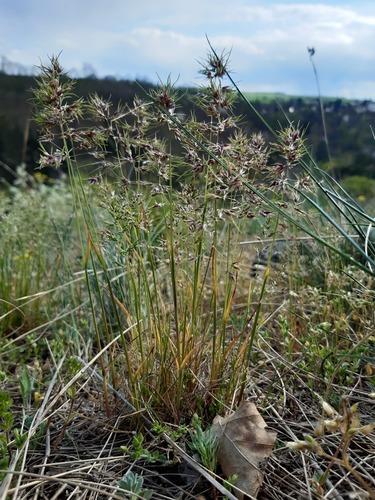Poa bulbosa iNat (2)